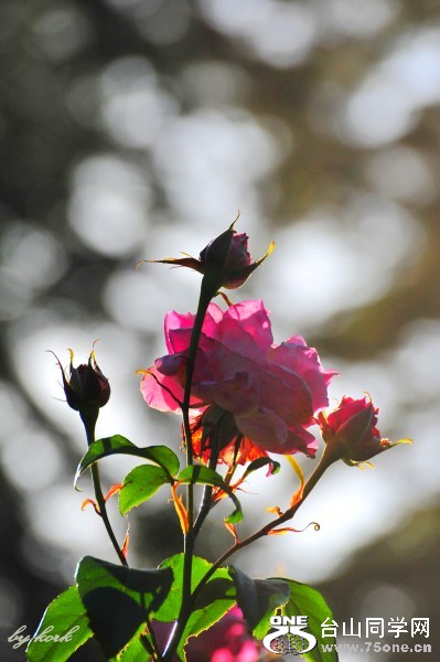 DSC_6123_conew1.jpg