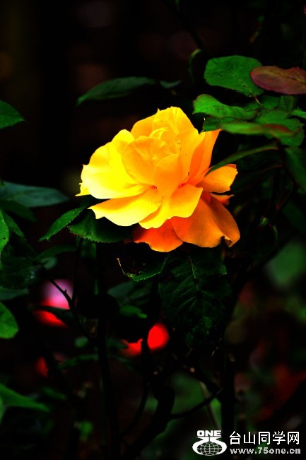 DSC_5835_conew1.jpg
