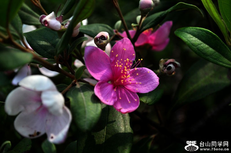 DSC_1556.jpg