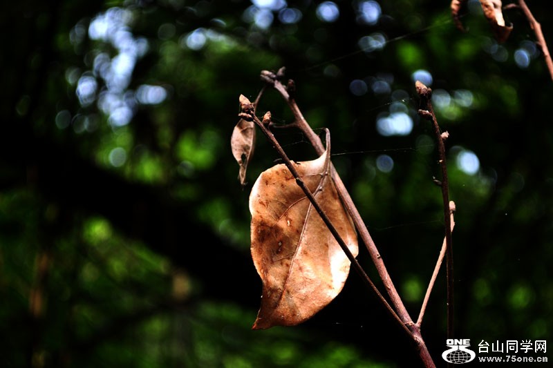 DSC_1552.jpg