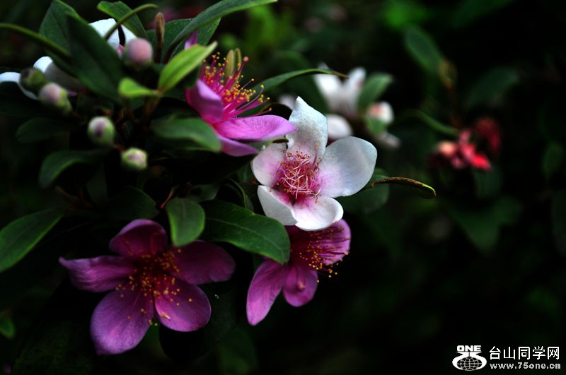 DSC_1559.jpg