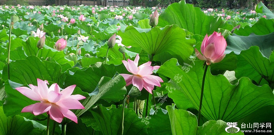 20110618荷花 095_conew1.jpg