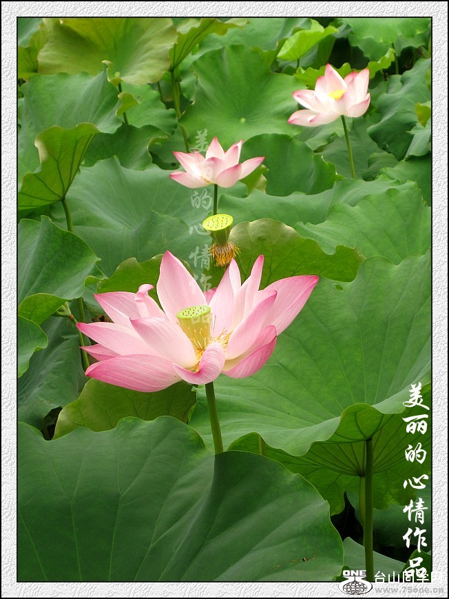 20110523园林荷花池 091_conew1.jpg
