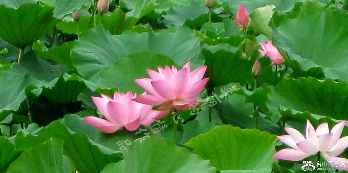 20110523园林荷花池 115_conew1.jpg