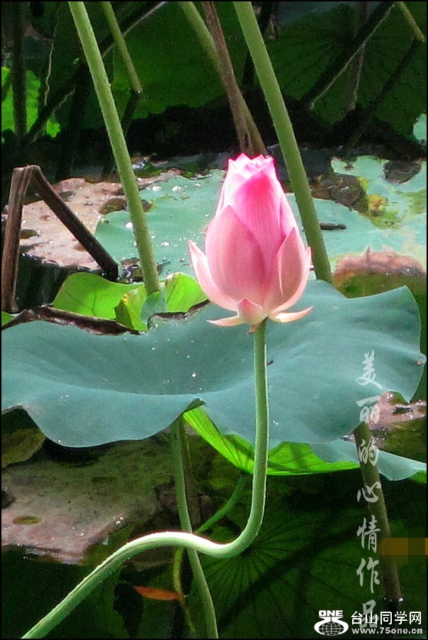 20110618荷花 110_conew1.jpg