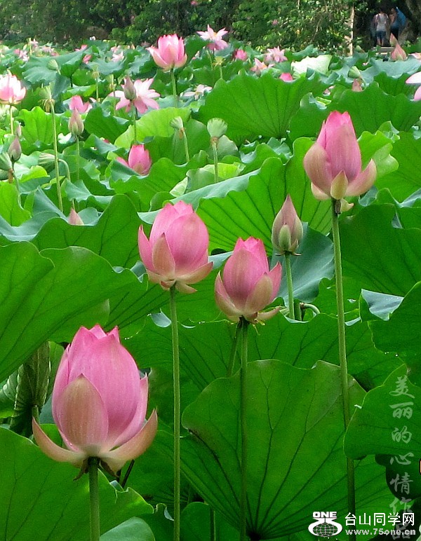20110618荷花 084_conew1.jpg
