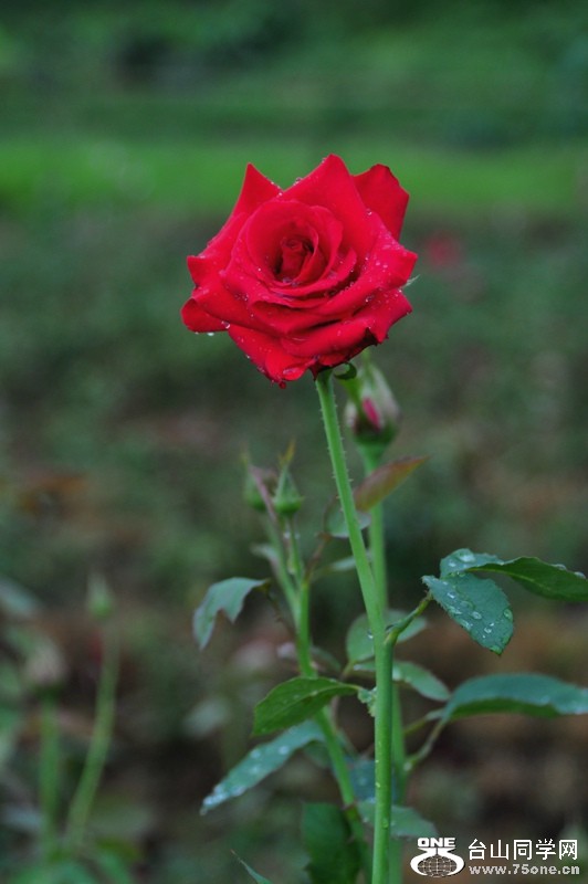 DSC_1254.JPG