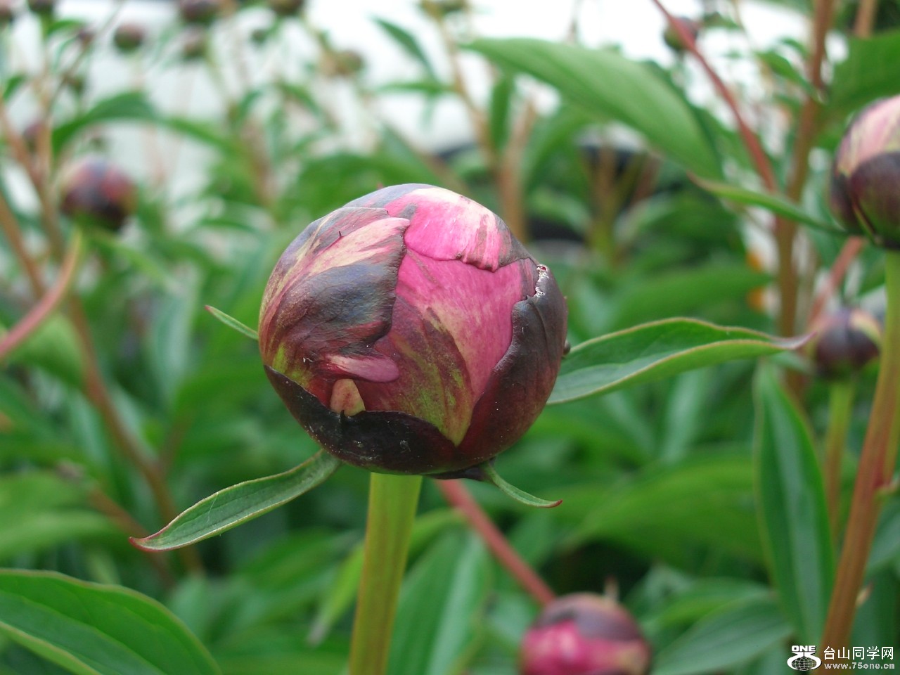门前鲜花.jpg