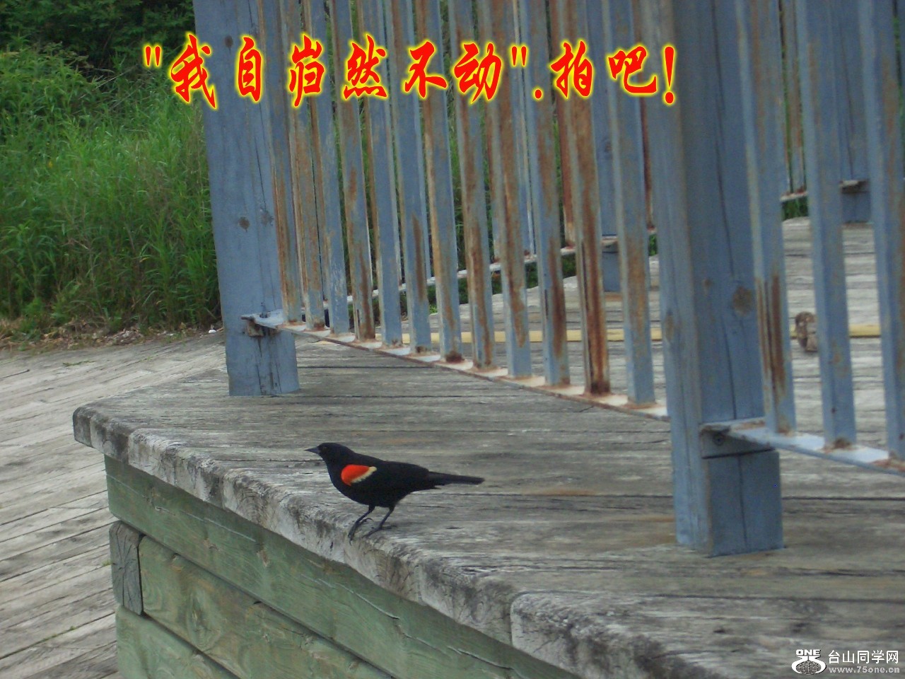 散步随拍 037_conew1.jpg