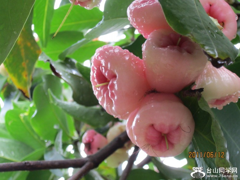 荷花3 149_conew1.jpg