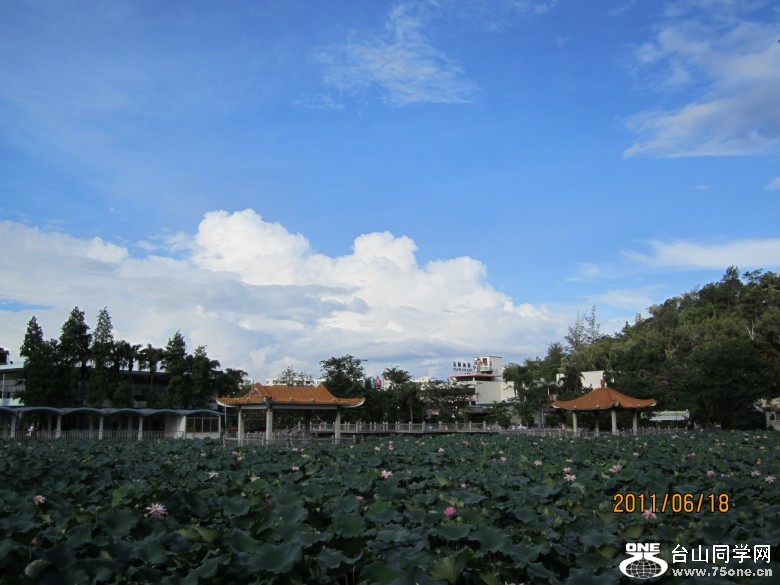 荷花3 379_conew1.jpg
