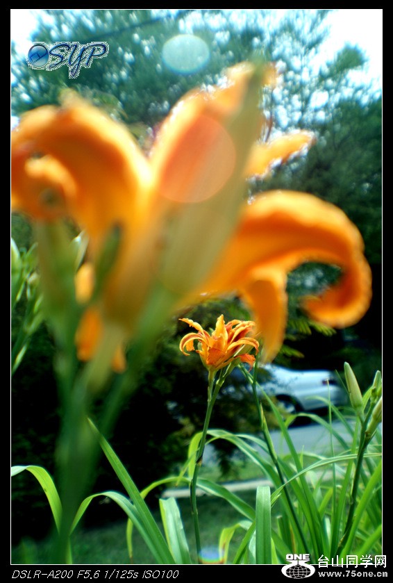 DSC00038a.jpg