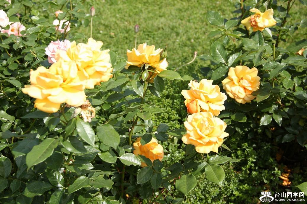 С IMG_6102.JPG
