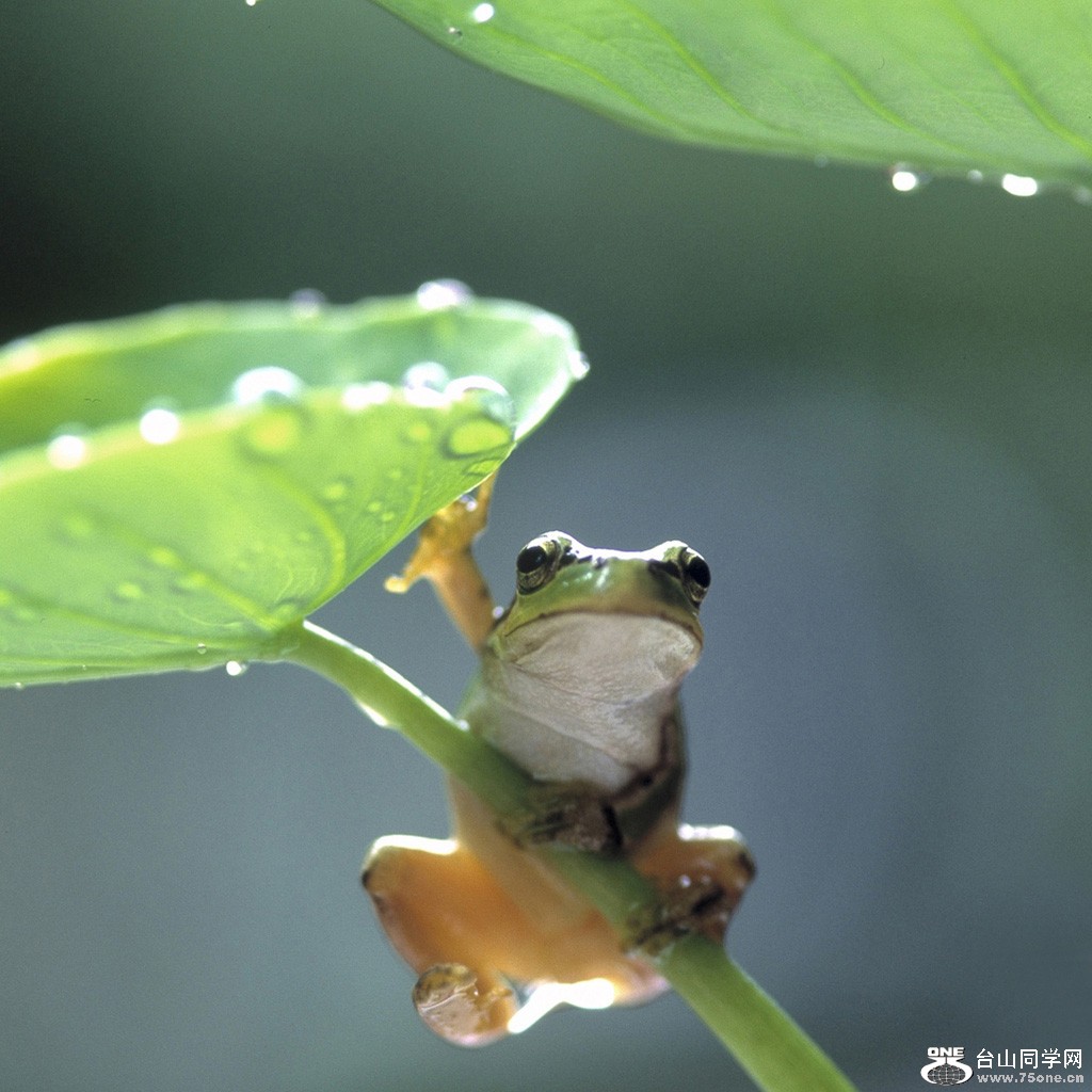 frog-ipad-background[1].jpg