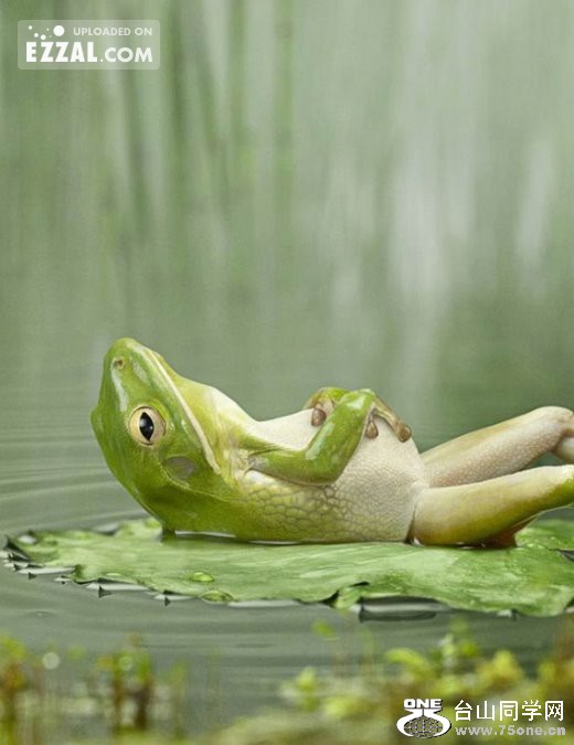 frog1[1].jpg