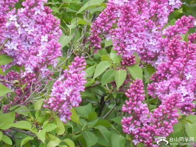 2010 250.jpg
