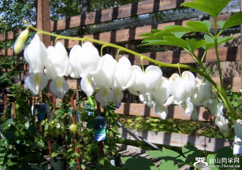 2010 075.jpg
