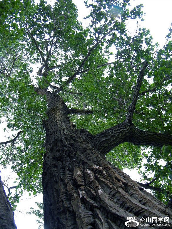 DSCF0136=0.jpg