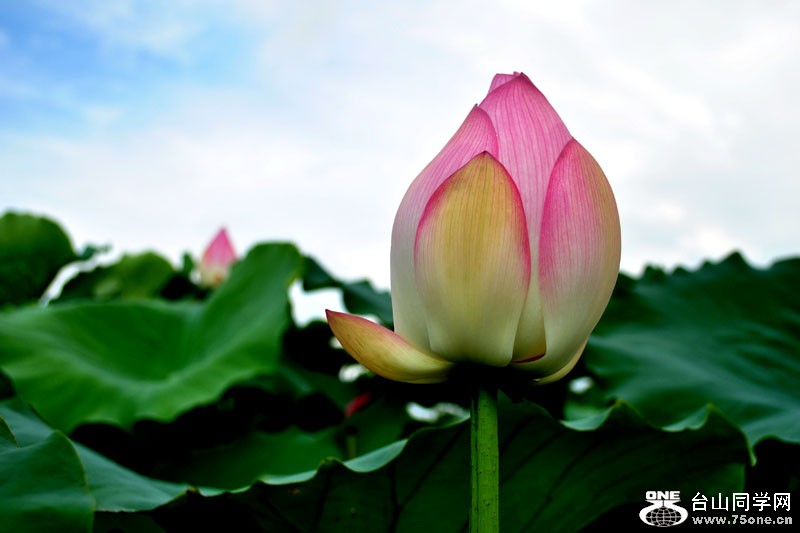 DSC_2421.jpg