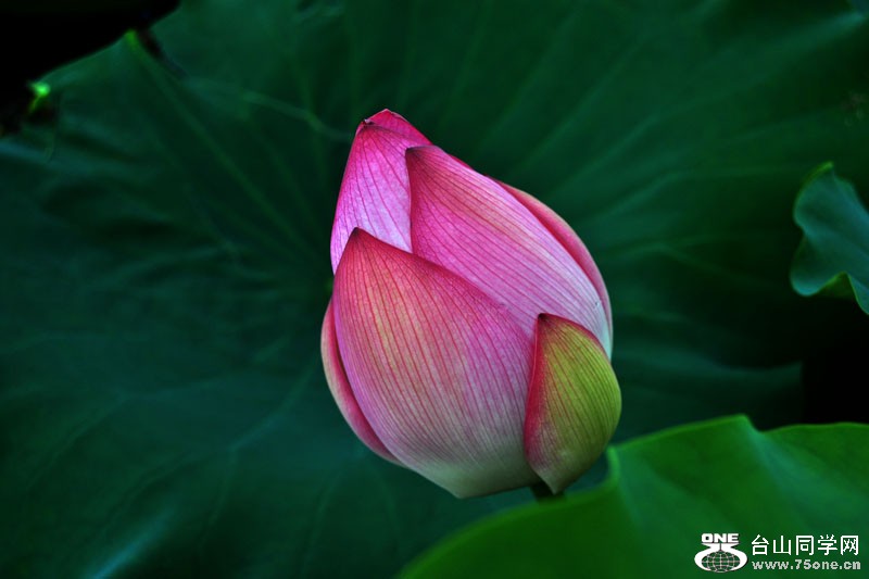 DSC_2416.jpg