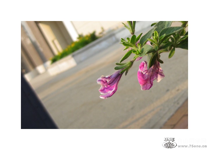 IMG_4248 copyS.jpg