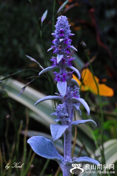 DSC_5876_conew2.jpg
