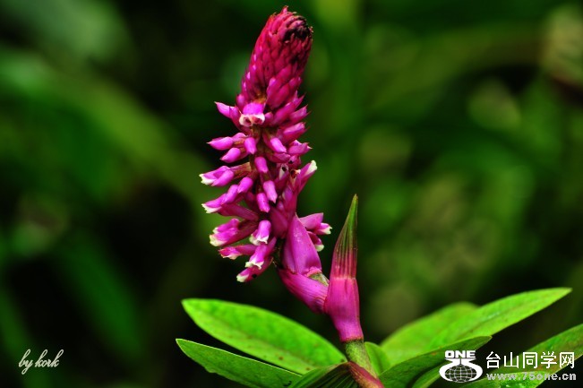 DSC_5906_conew2.jpg