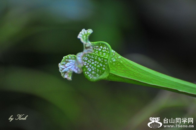 DSC_6001_conew2.jpg