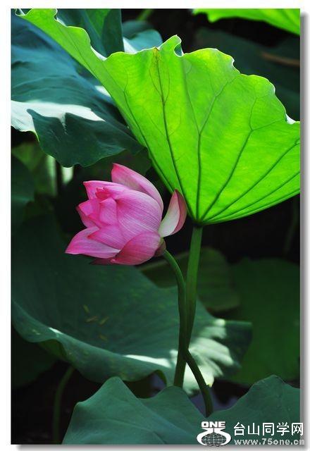 nEO_IMG_DSC_0184.jpg