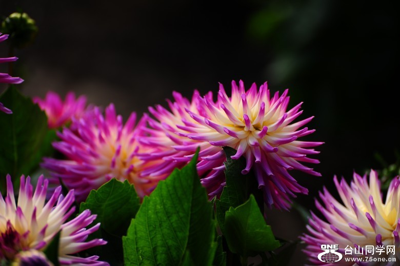 DSC_6833_conew1.jpg