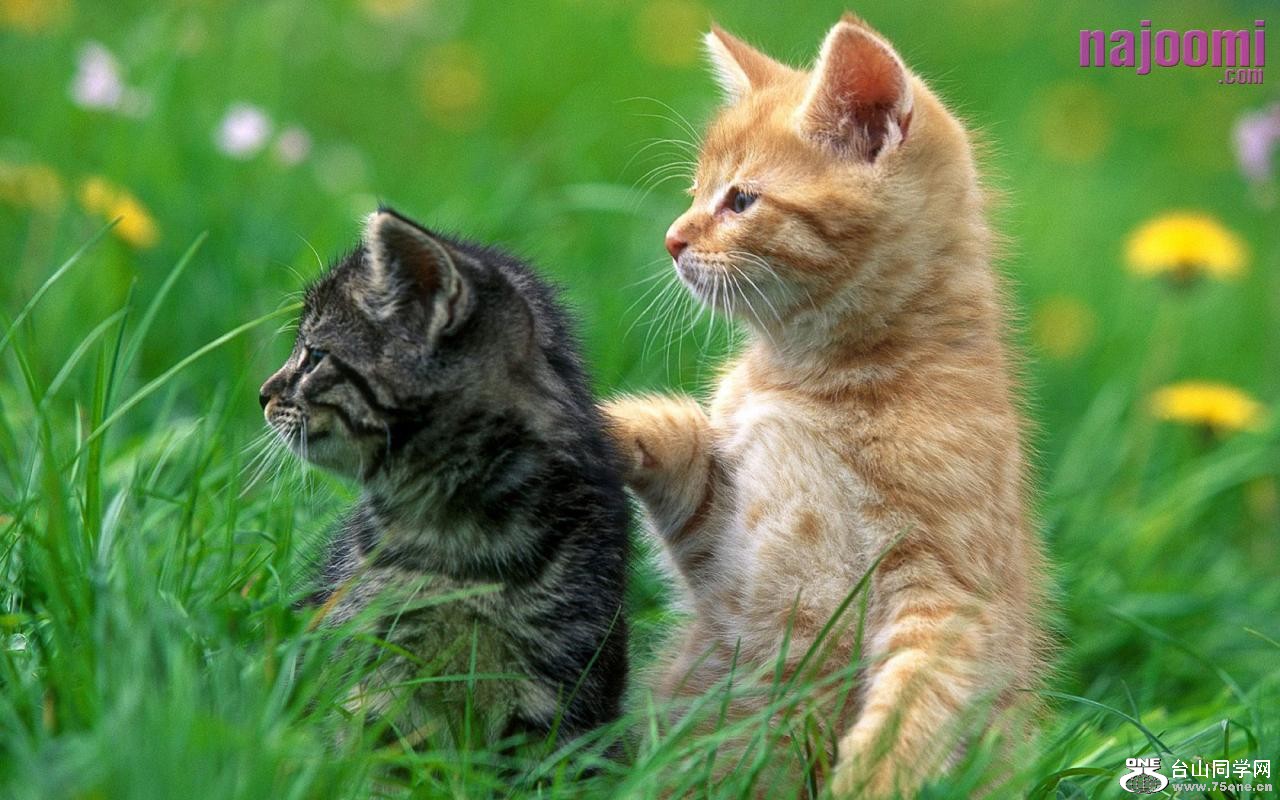 Brother-and-Sister-Cats-1280X800-75[1].jpg