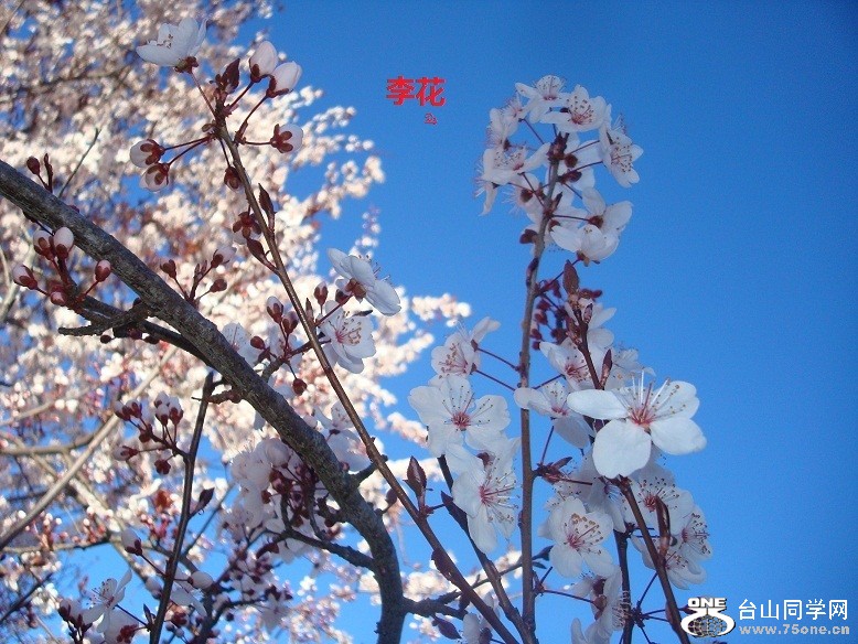 DSC07043z.jpg