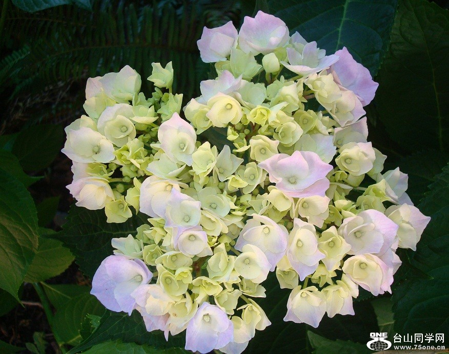 DSC08750-1.jpg