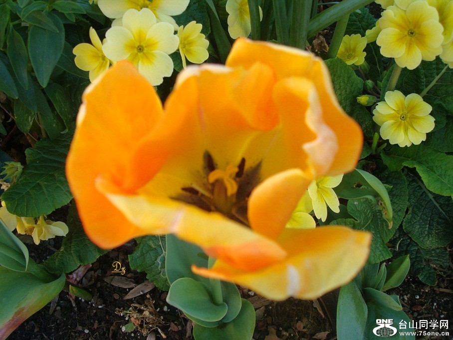 DSC07335-1.jpg