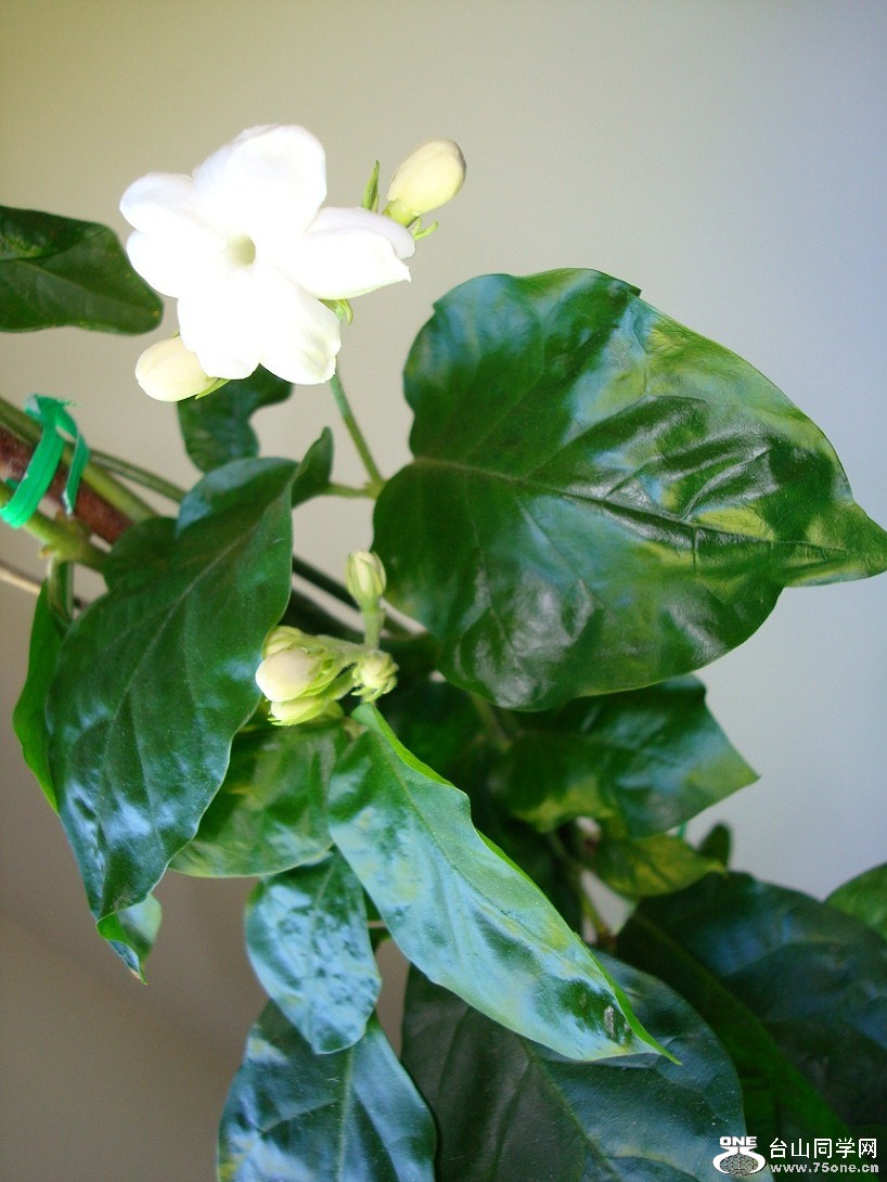 DSC08856-1.jpg