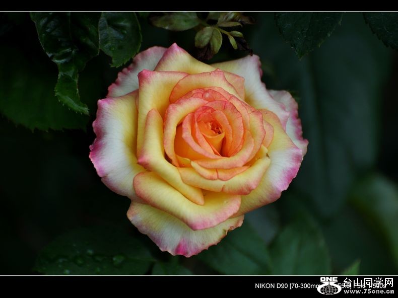  DSC_0312.JPG