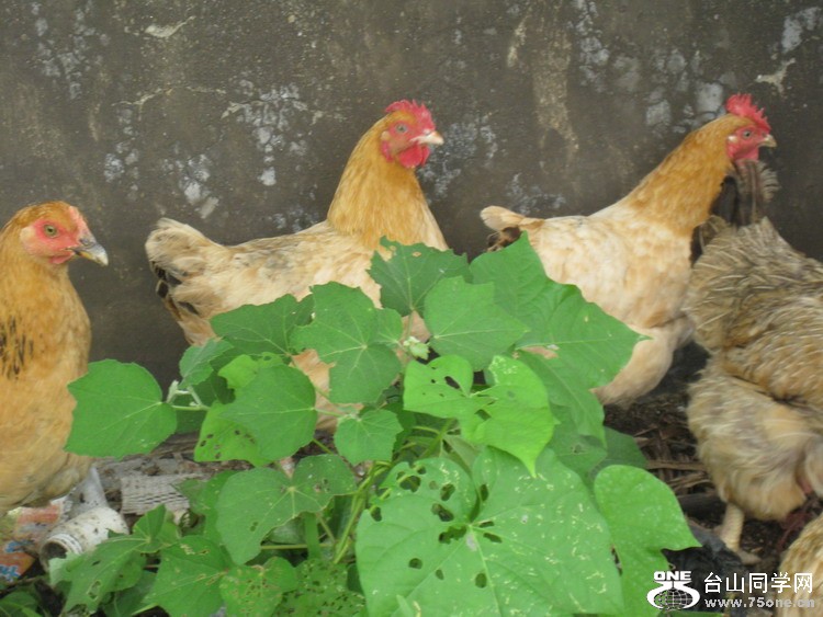 2011.7.14ȭѾۻһ 167.jpg