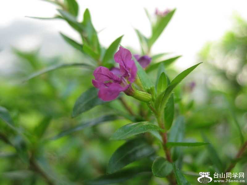 2011.7.5 017.jpg
