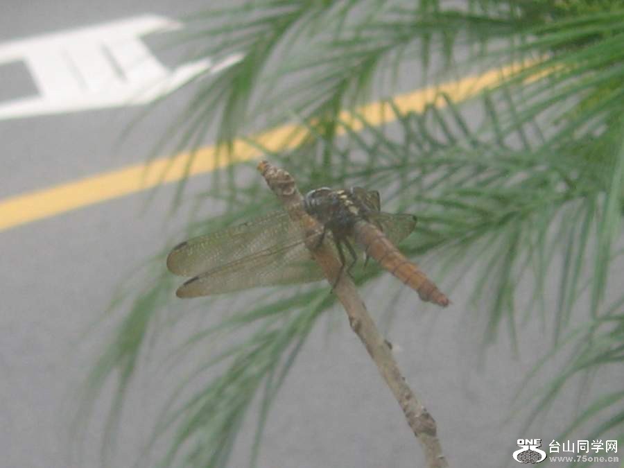 IMG_6185.jpg