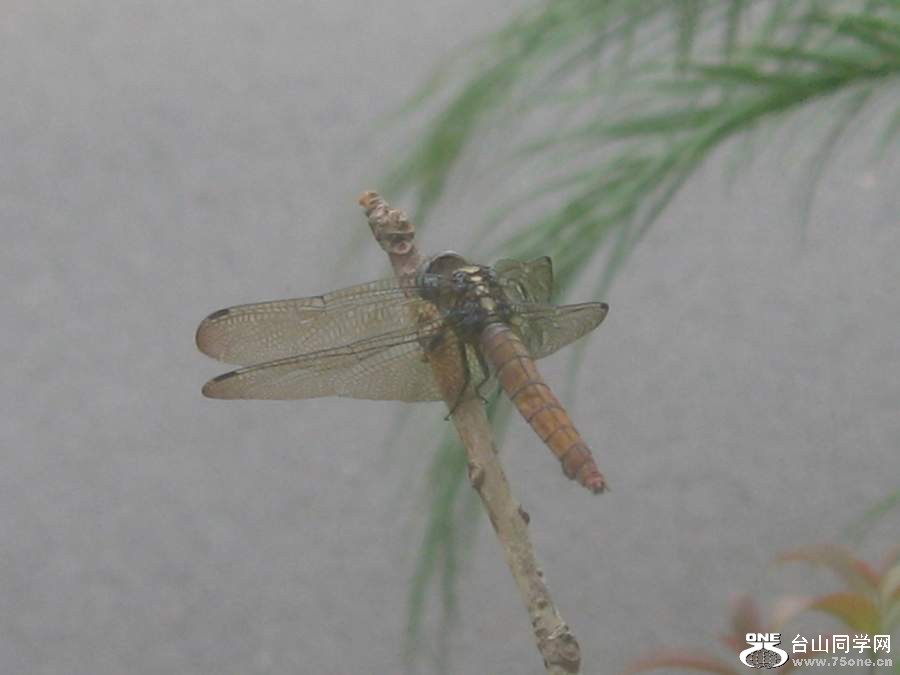 IMG_6187.jpg