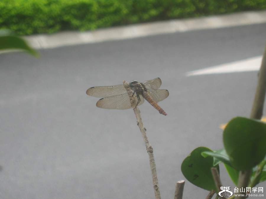 IMG_6181.jpg