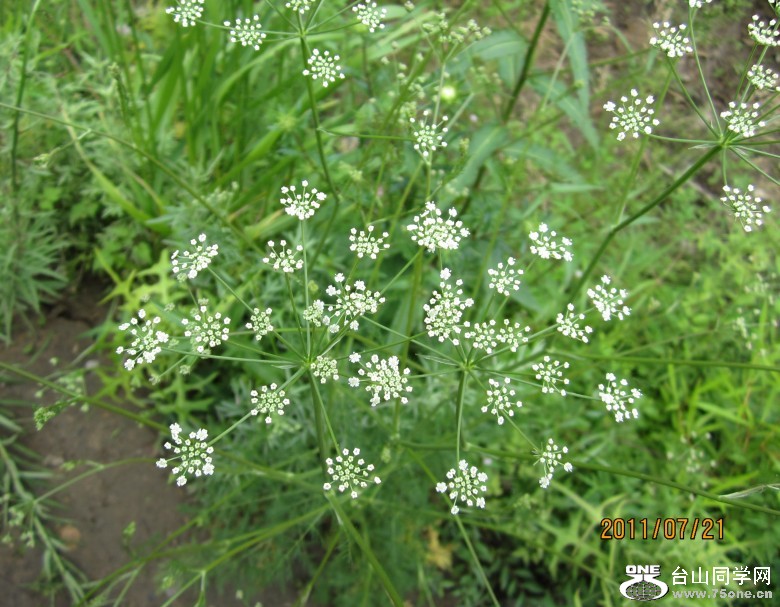 ɹ 066_conew1.jpg