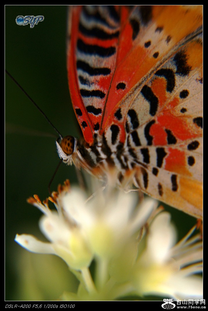 DSC01173a.jpg
