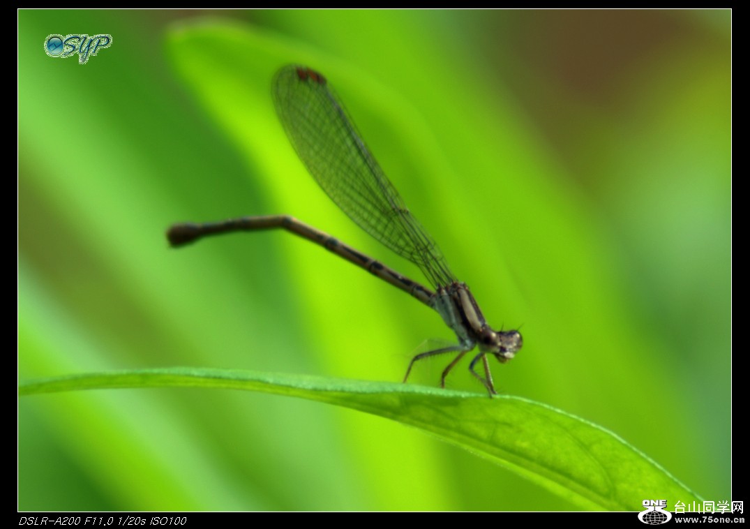DSC01757A.jpg