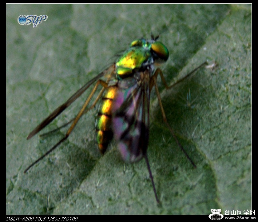 DSC01778b.jpg