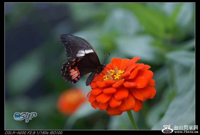 DSC00968a.jpg