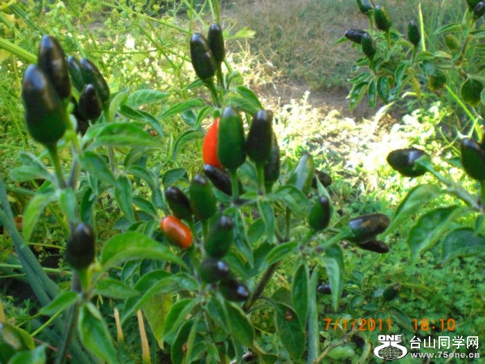 2011_07010046.JPG