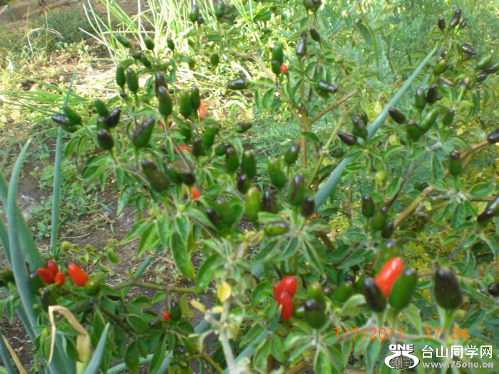 2011_07100007.JPG