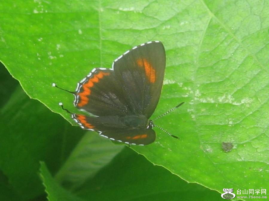 IMG_6218.jpg
