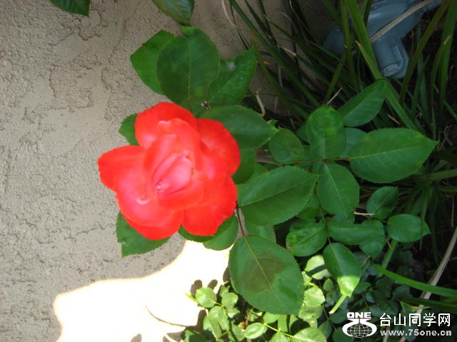 IMG_3809.jpg
